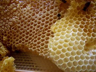 صمغ النحل له فعالية في محاربة آثار “الكورتيزون”