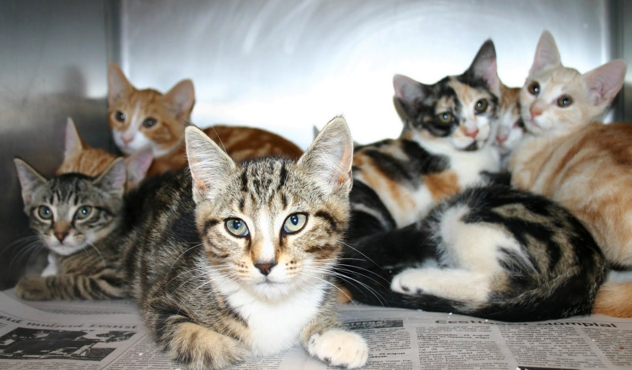 5 فوائد صحية لتربية القطط الأليفة Breeding cats