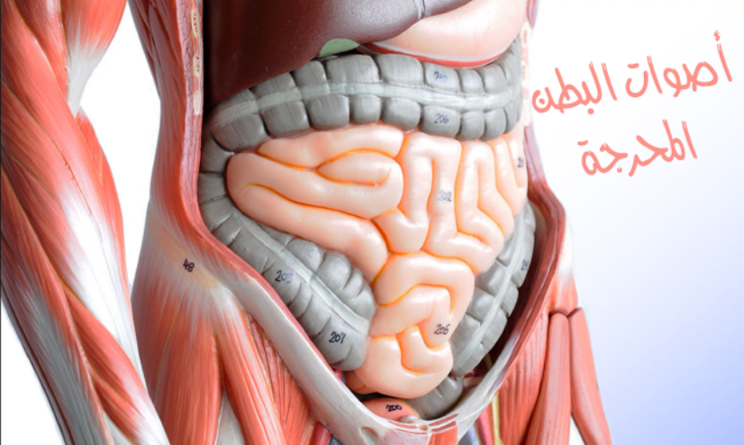 أسباب و علاج قرقرة البطن – أصوات البطن