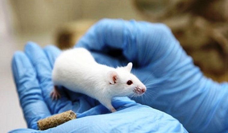 السر وراء استخدام الفئران في التجارب