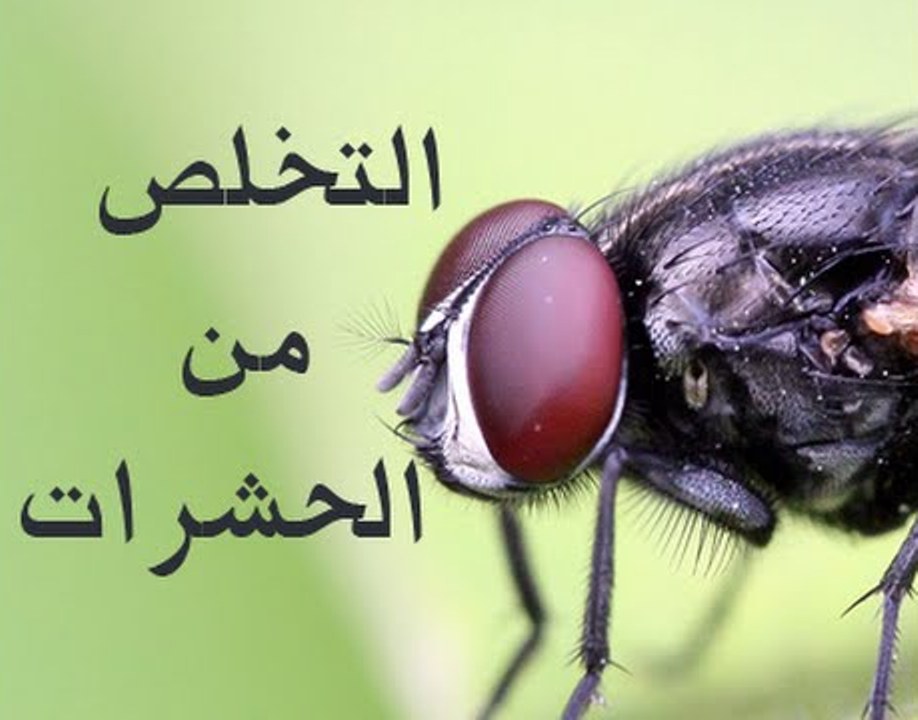 هذه هي الطريقة المثلى للتعامل مع الحشرات