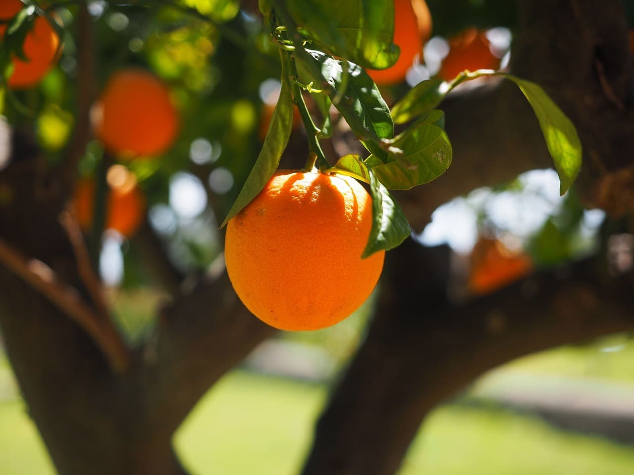 طريقة زراعة شجرة البرتقال في حديقتك