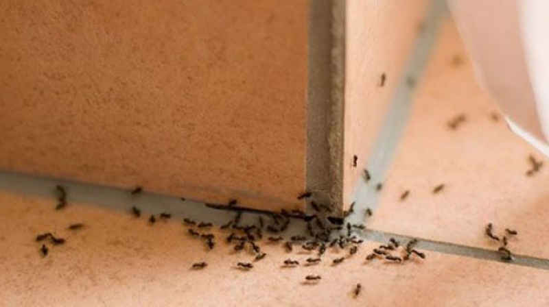 كيف تتخلص من حشرات الصيف في المنزل؟